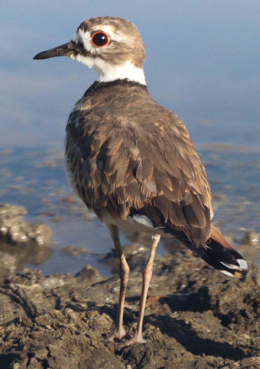 Killdeer - ML639467409