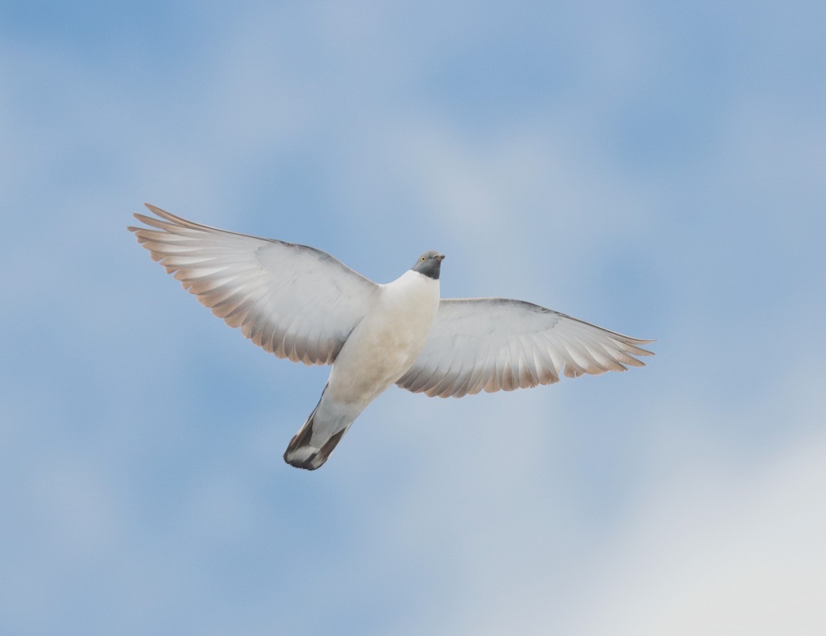 Pigeon des neiges - ML639467412