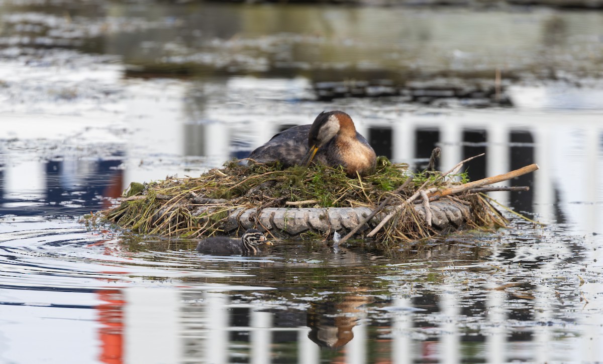 Red-necked Grebe - ML639467417
