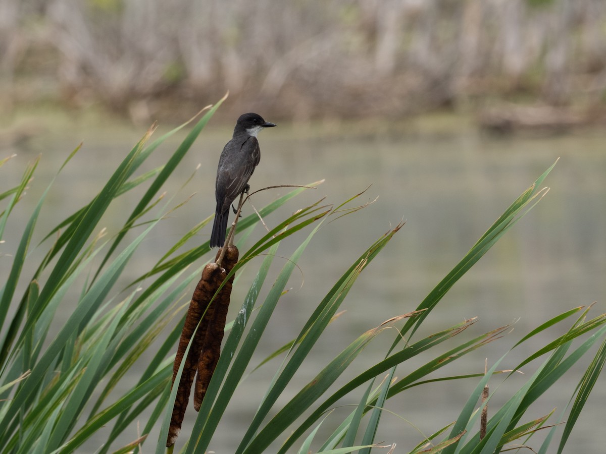 Eastern Kingbird - ML639467420