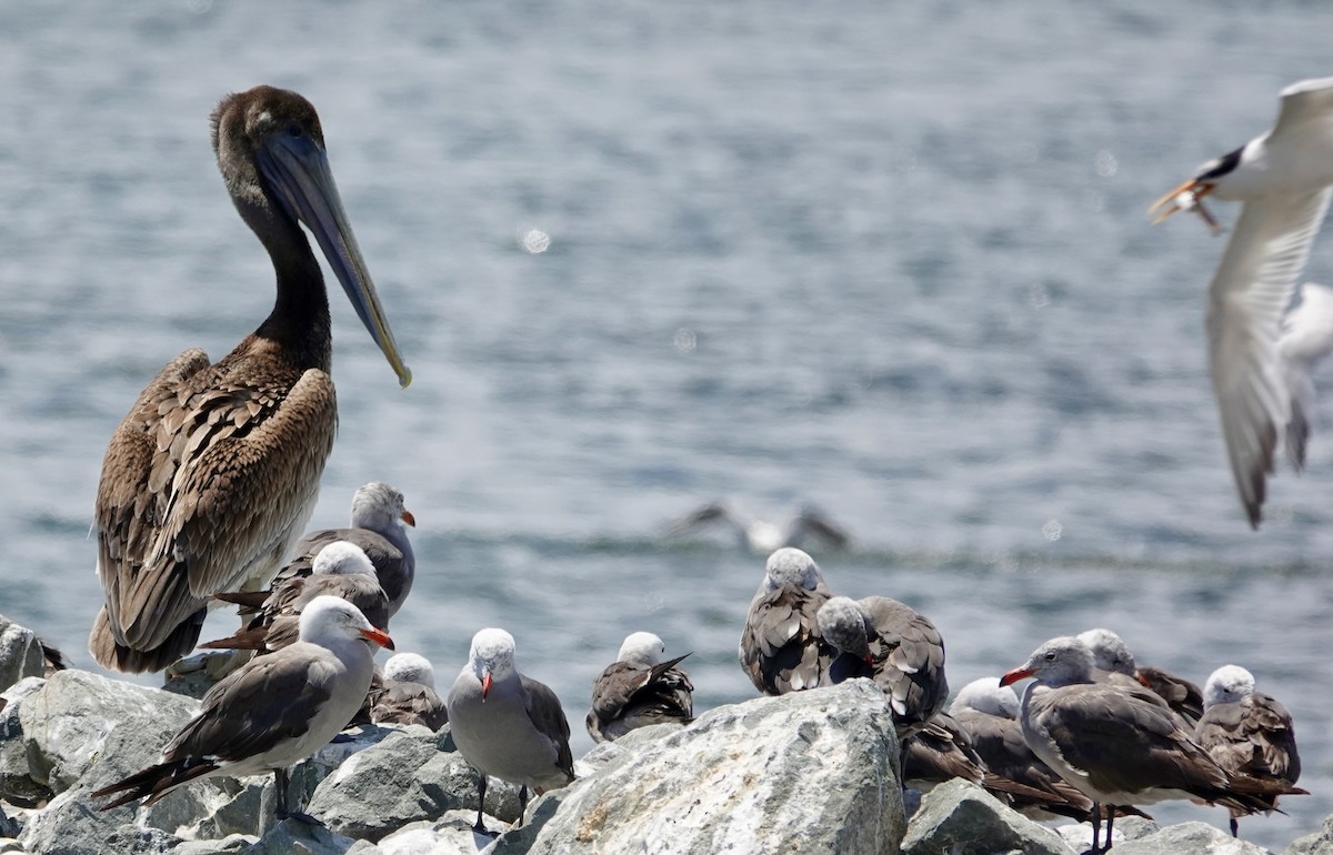 Heermann's Gull - ML639467422