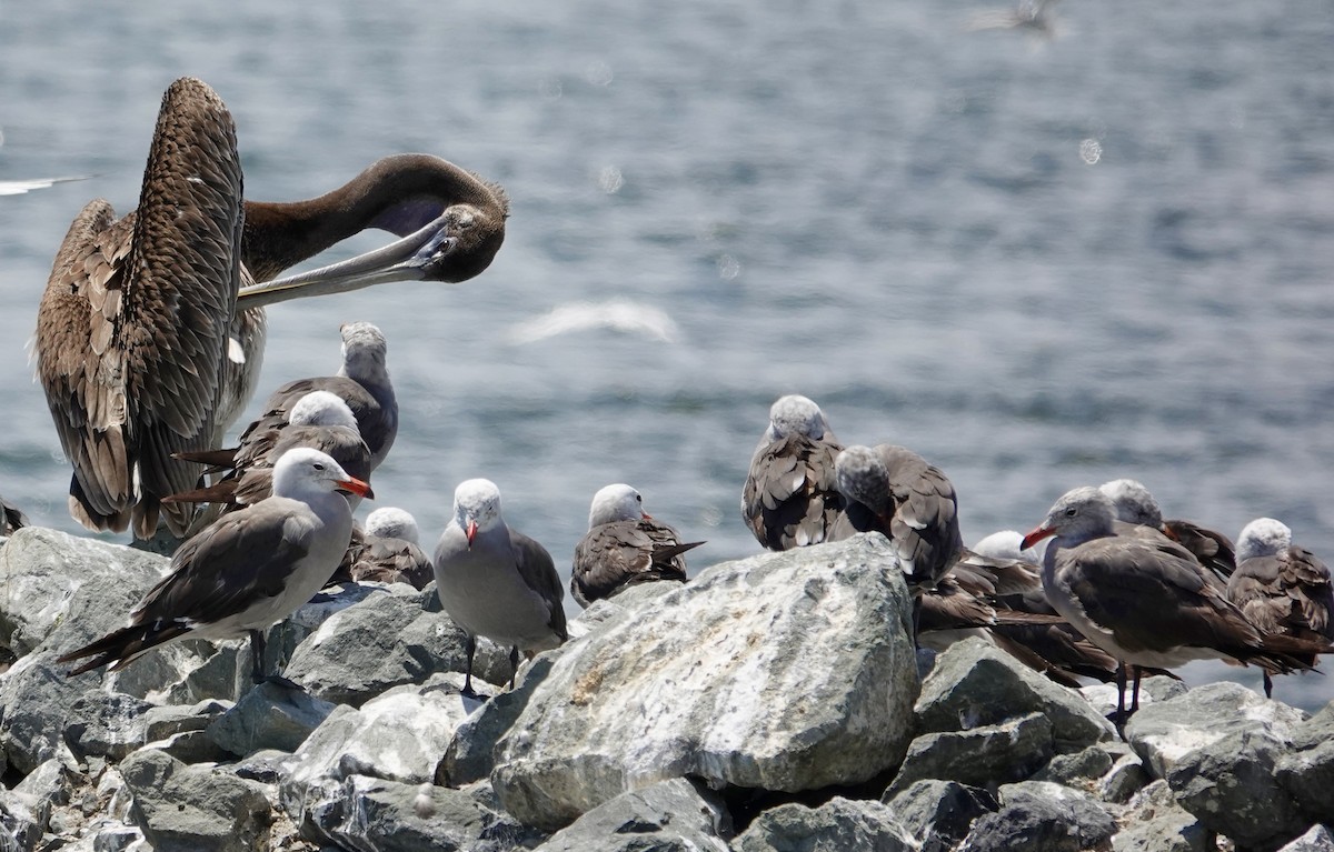 Heermann's Gull - ML639467423
