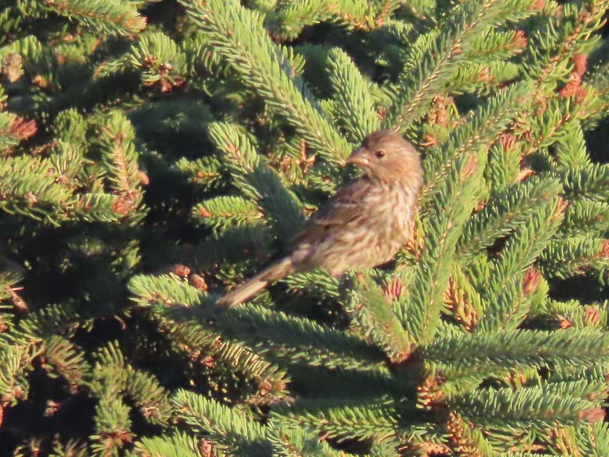 House Finch - ML639467440