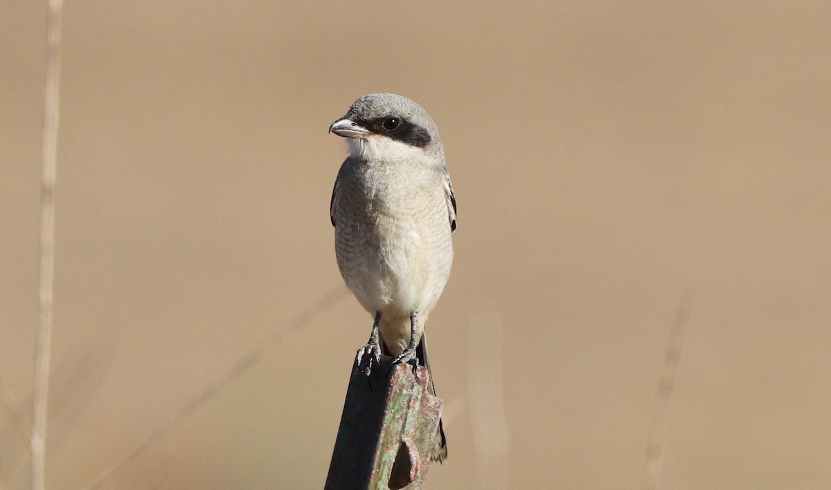 Loggerhead Shrike - ML639467454