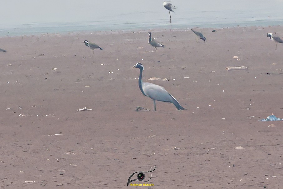 Demoiselle Crane - ML639467573