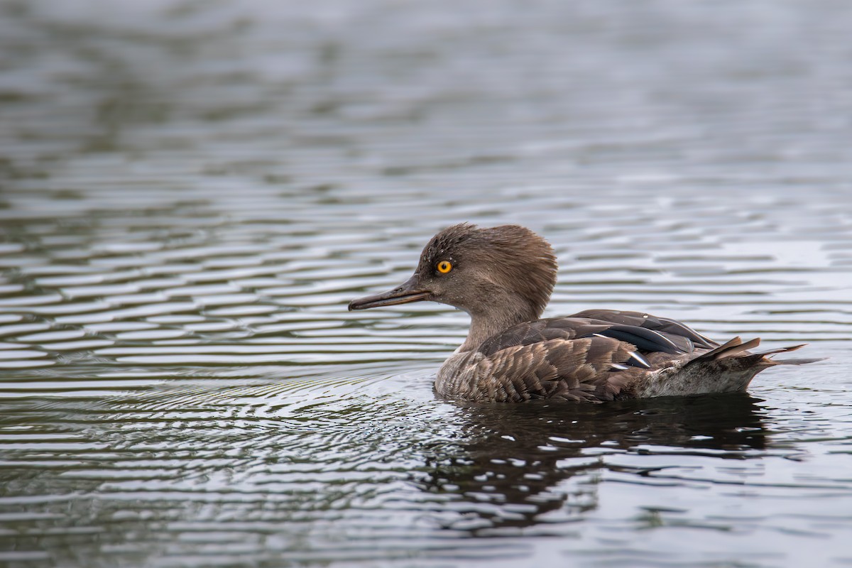 Hooded Merganser - ML639467602