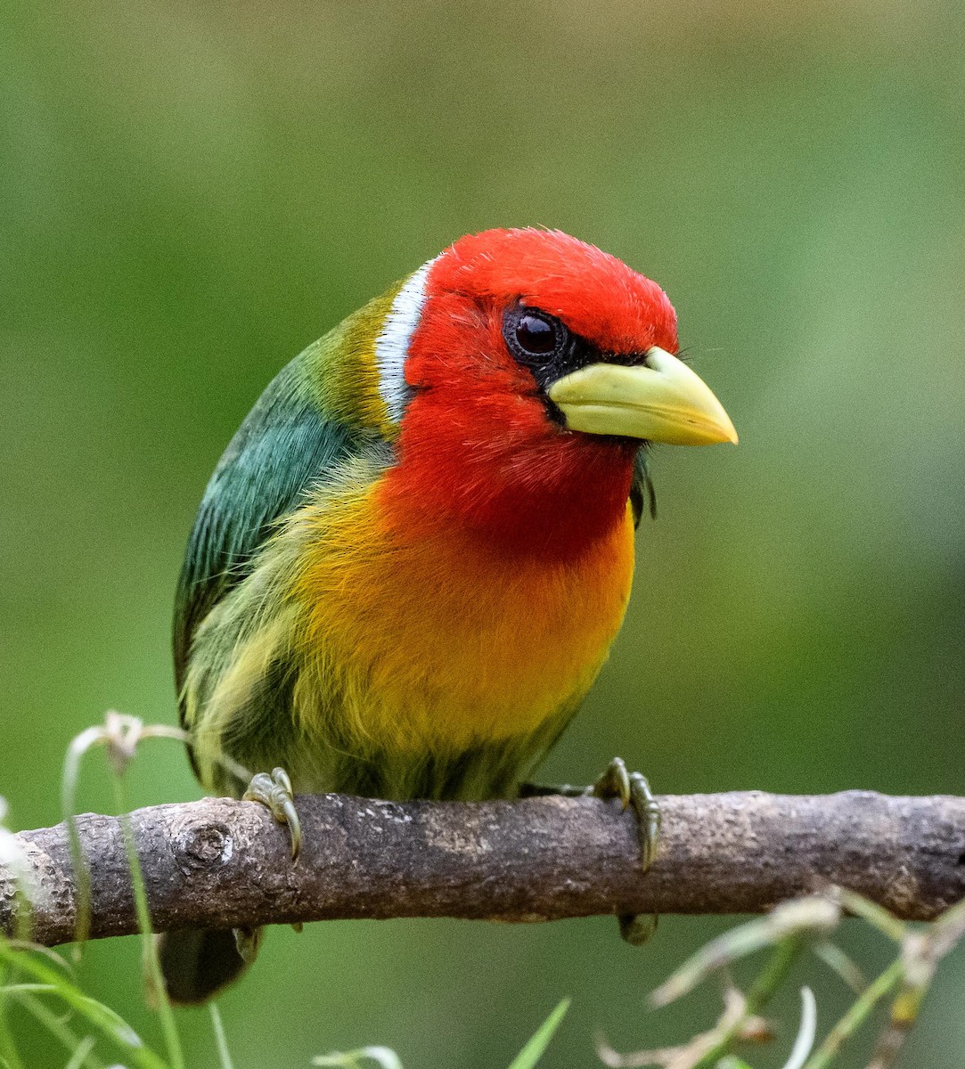 eBird Checklist - 17 Jul 2025 - RNSC San Felipe - 24 species