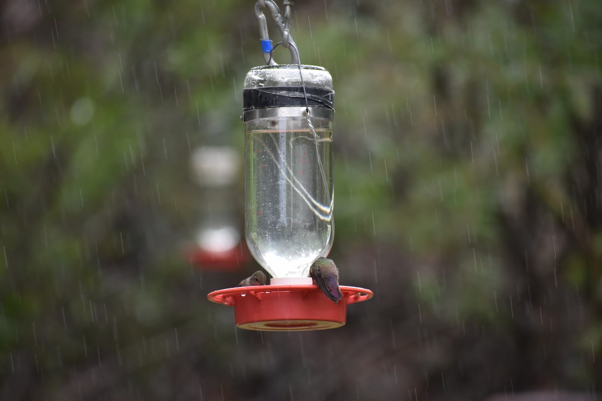 Berylline Hummingbird - ML639467629