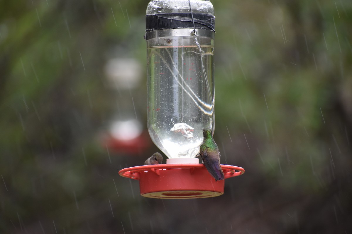 Berylline Hummingbird - ML639467630