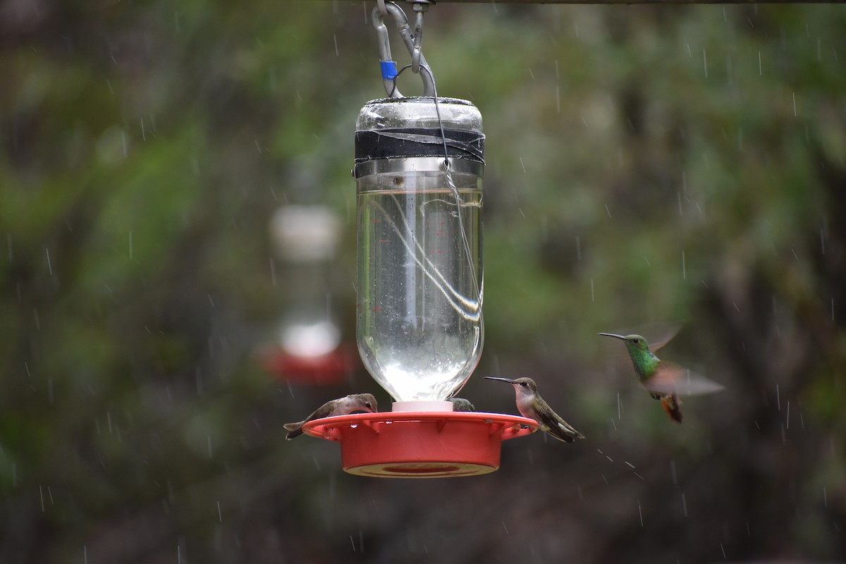 Berylline Hummingbird - ML639467631