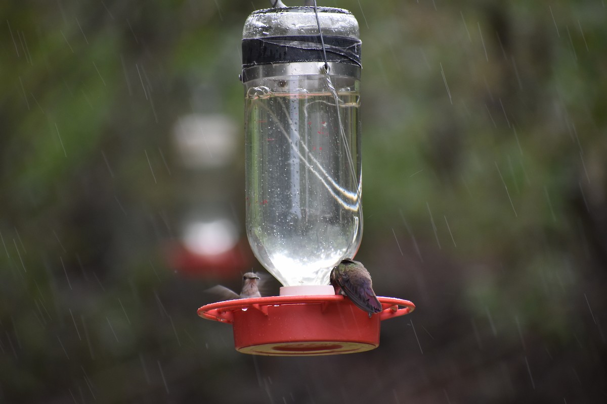 Berylline Hummingbird - ML639467632