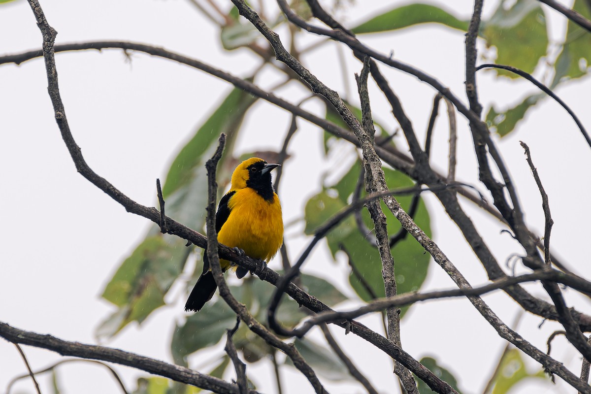 Yellow-backed Oriole - ML639467654