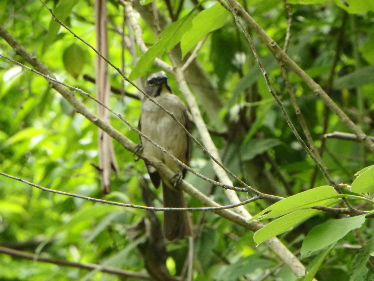 Olive-gray Saltator - ML639467668