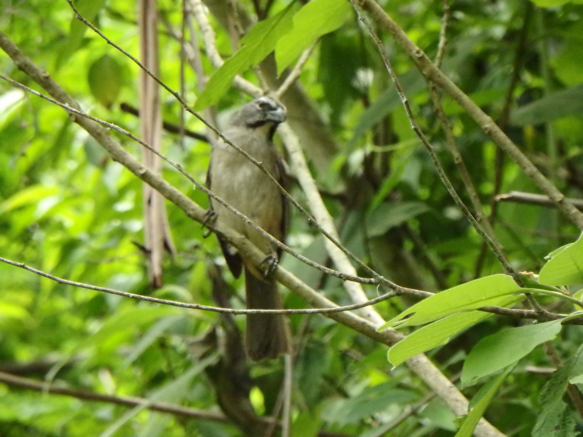 Olive-gray Saltator - ML639467676