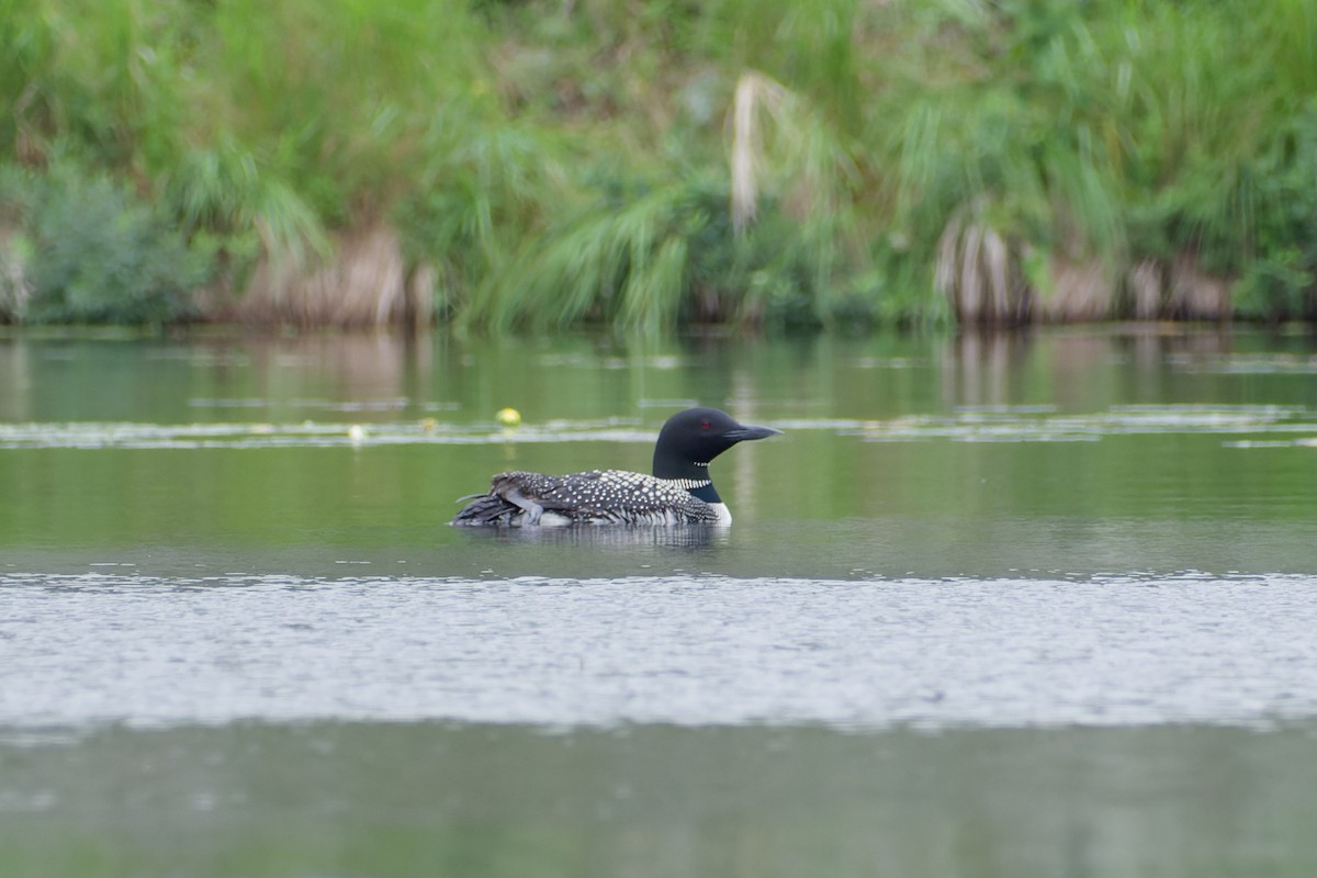 Common Loon - ML639467680