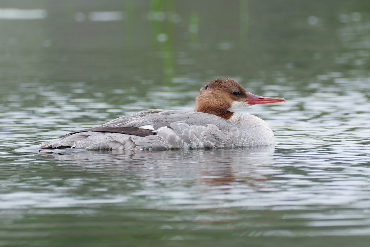 Common Merganser - ML639467686