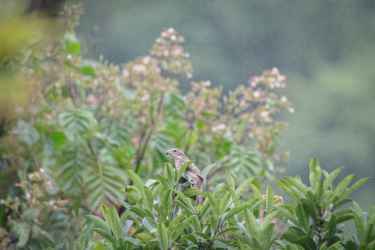 Rose-breasted Grosbeak - ML639467698