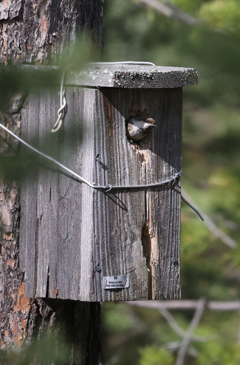 Gray-headed Chickadee - ML639467718