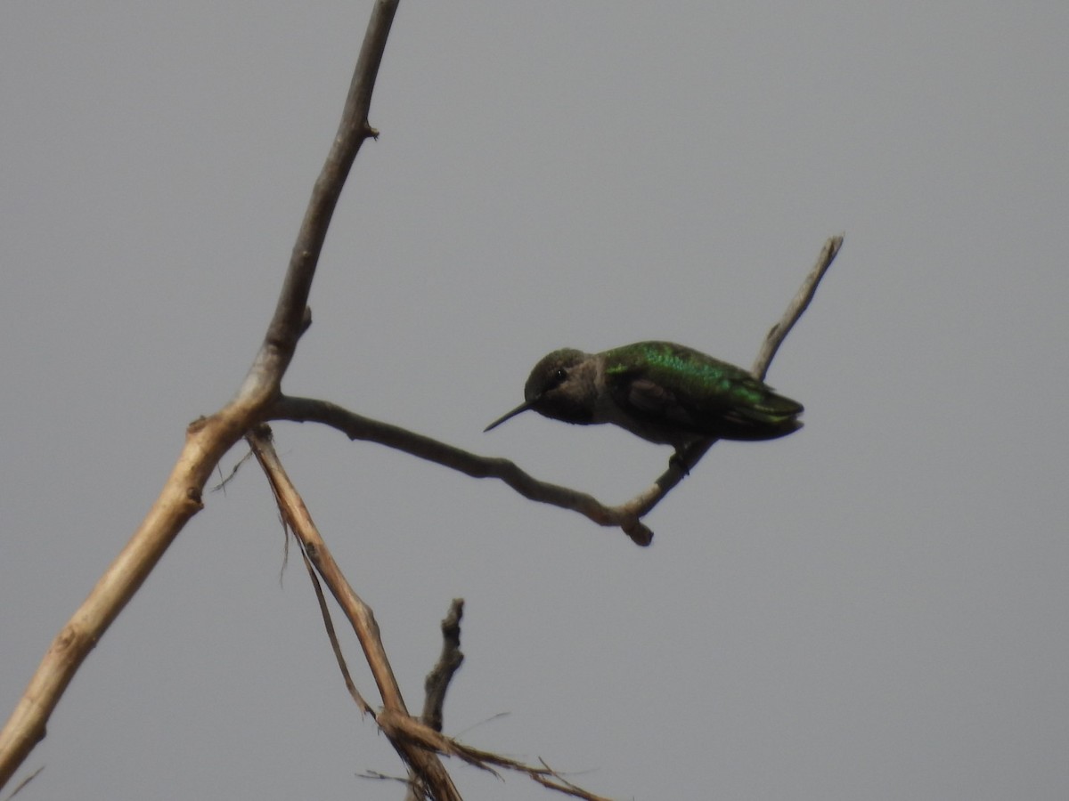 Anna's Hummingbird - ML639467725