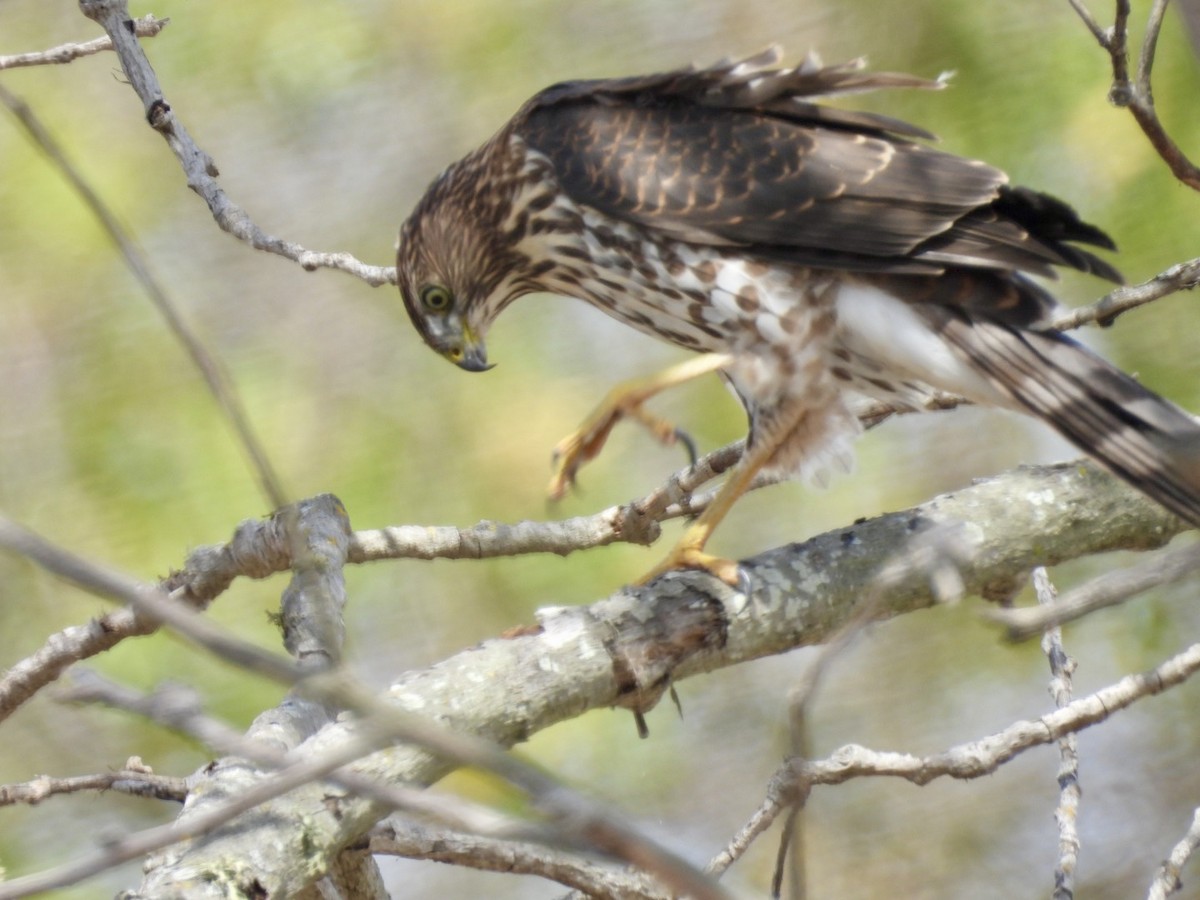 Cooper's Hawk - ML639467744