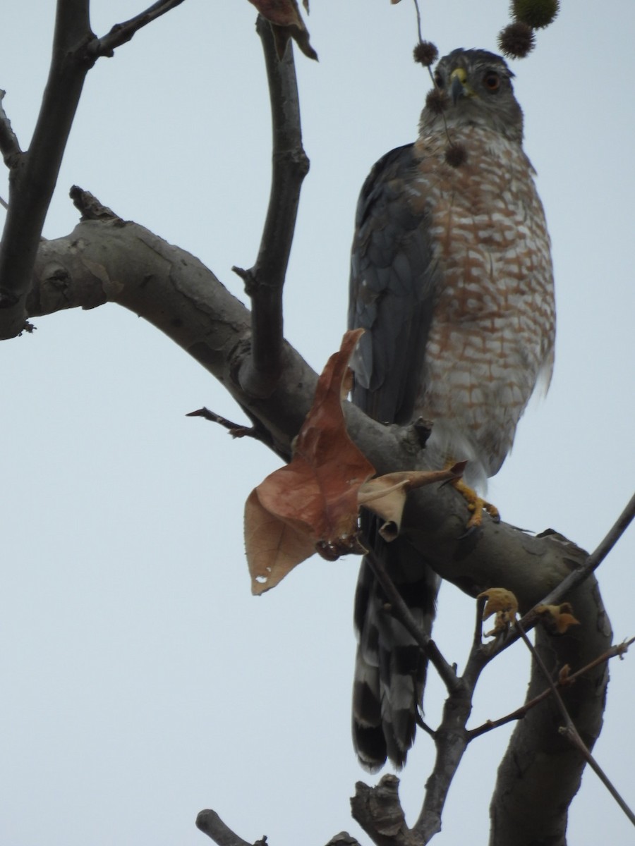 Cooper's Hawk - ML639467746