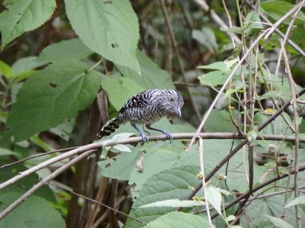 Barred Antshrike - ML639467770