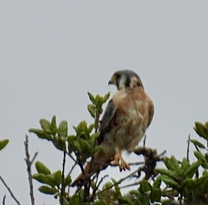 American Kestrel - ML639467775