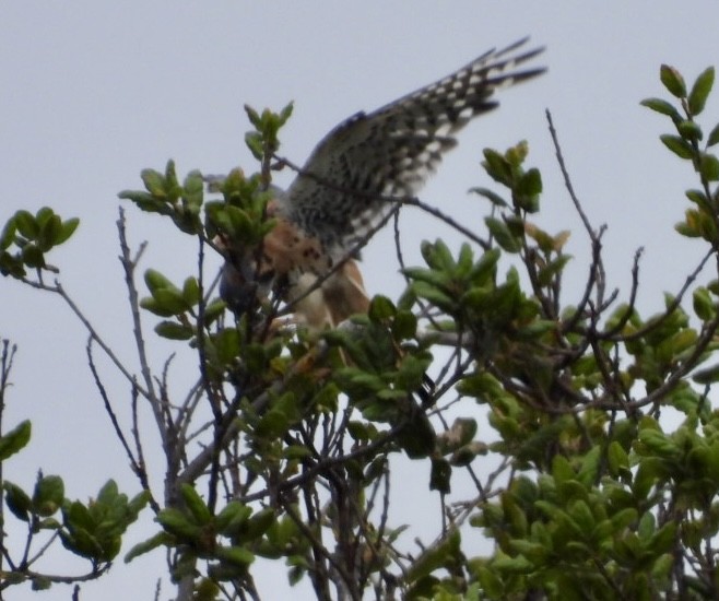 American Kestrel - ML639467776