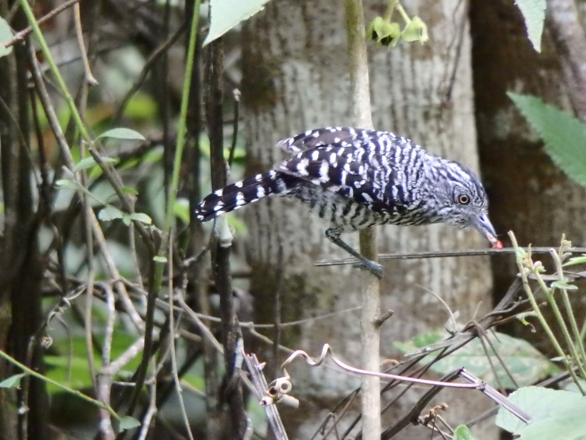 Barred Antshrike - ML639467777