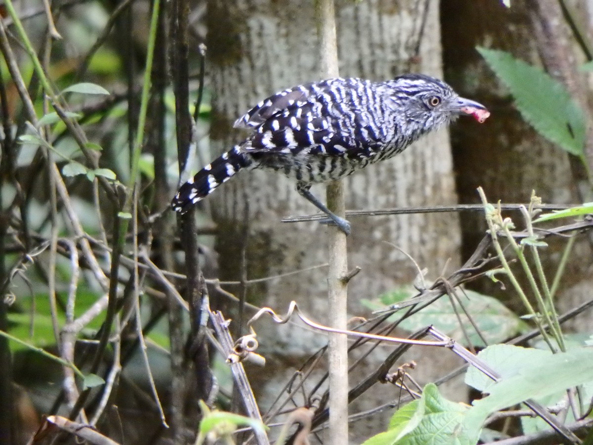Barred Antshrike - ML639467786