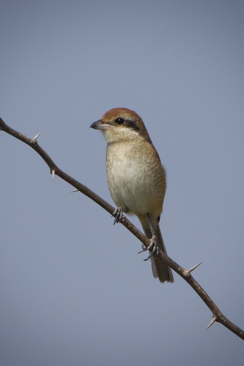 Brown Shrike - ML639467868