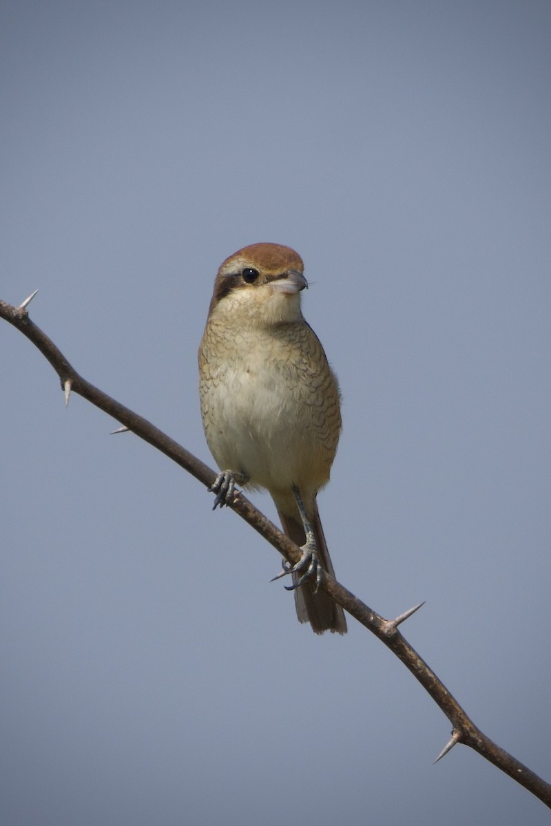Brown Shrike - ML639467869