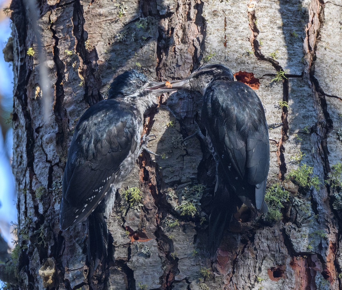 Black-backed Woodpecker - ML639467882