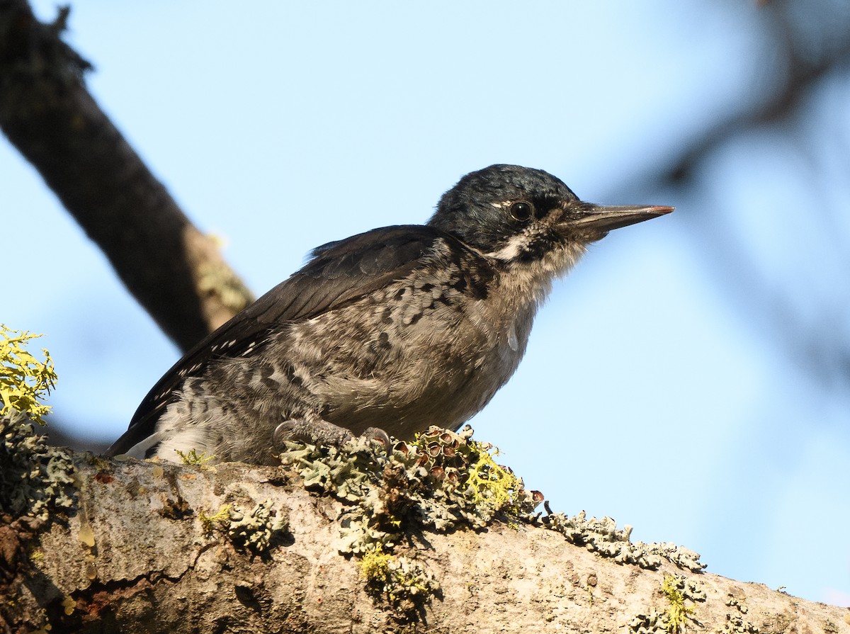 Black-backed Woodpecker - ML639467887