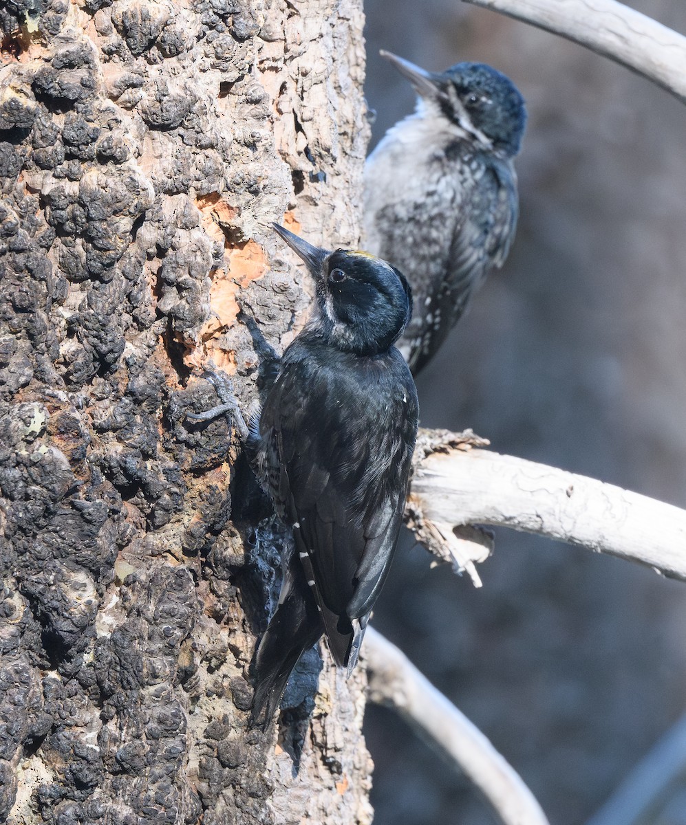 Black-backed Woodpecker - ML639467900