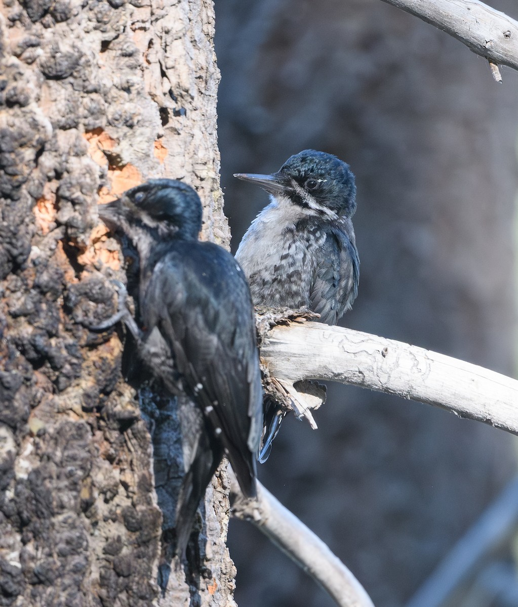 Black-backed Woodpecker - ML639467910
