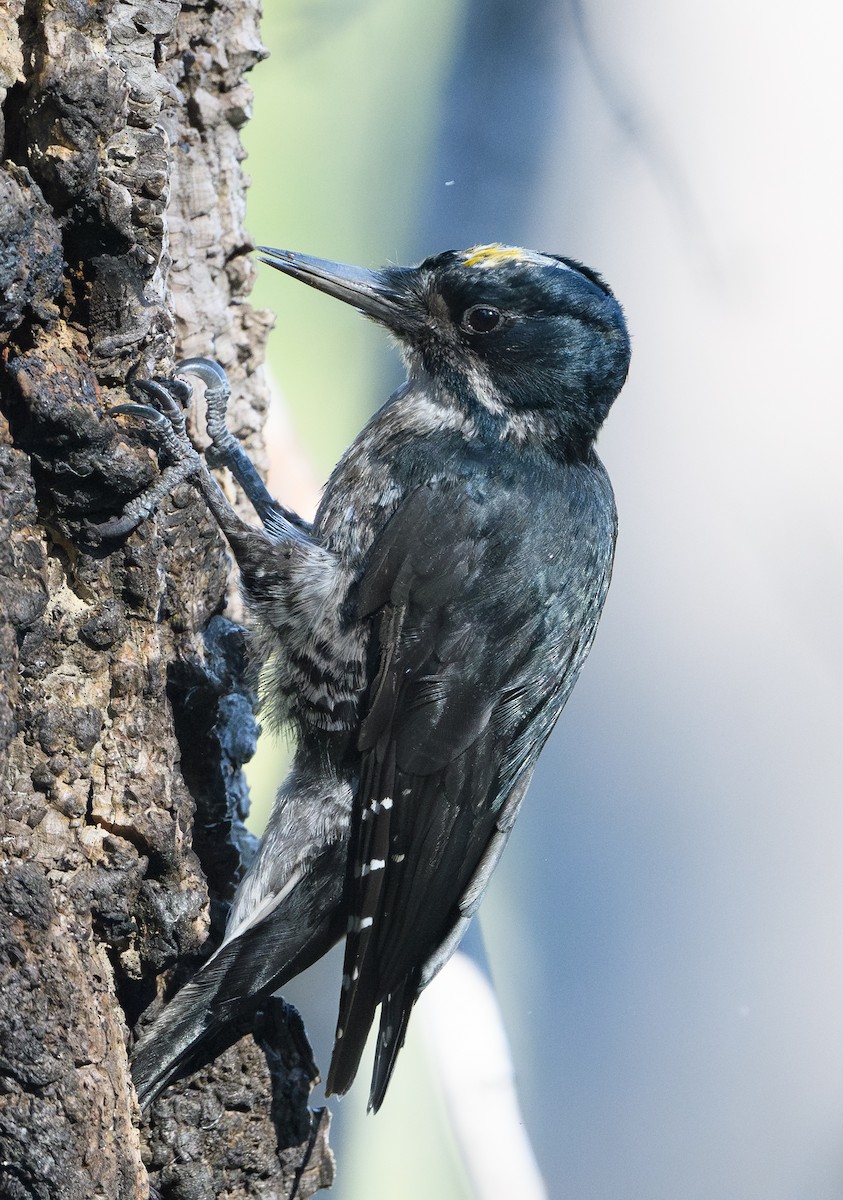 Black-backed Woodpecker - ML639467918