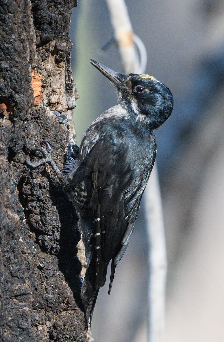 Black-backed Woodpecker - ML639467930