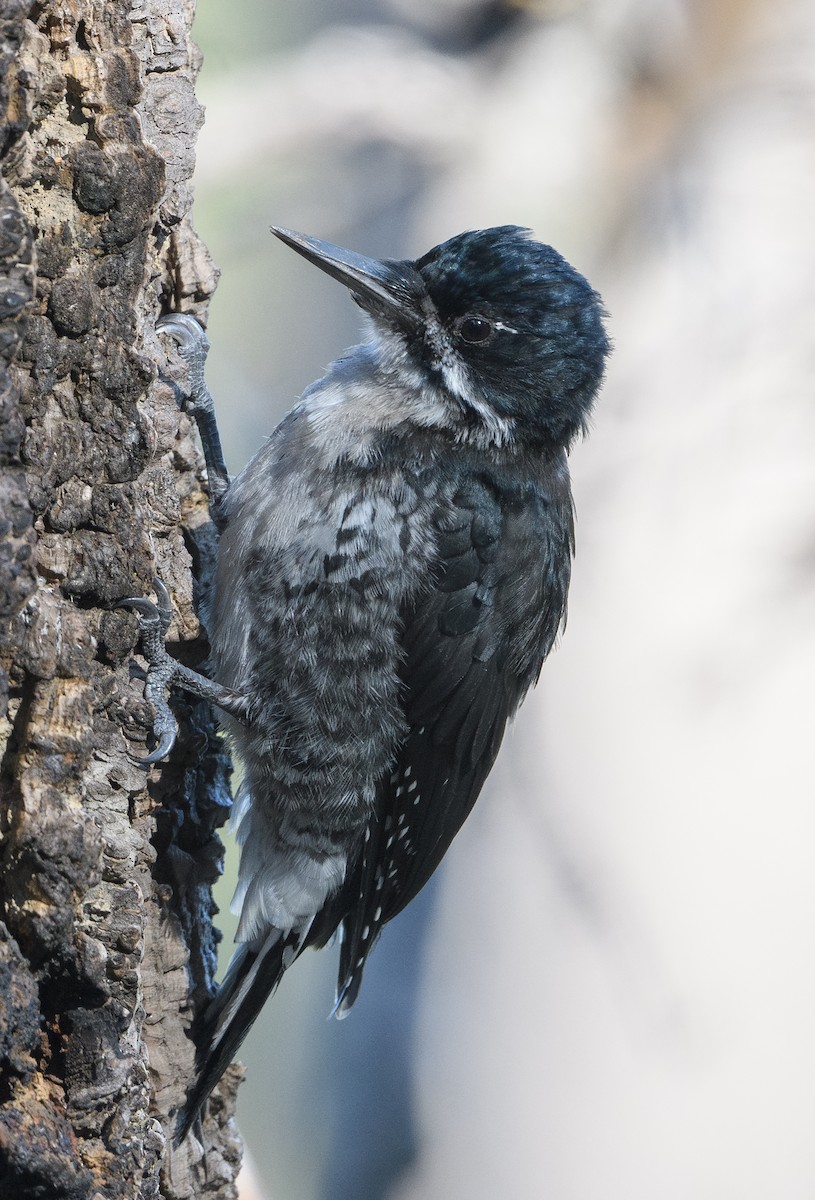 Black-backed Woodpecker - ML639467936