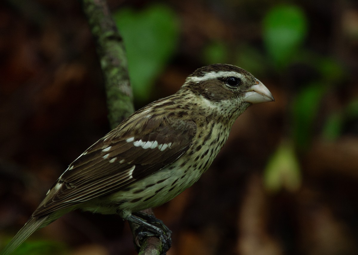 Rose-breasted Grosbeak - ML639467961