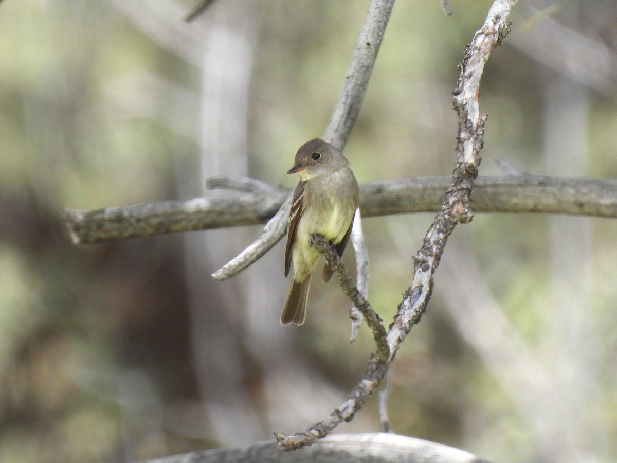 Western Wood-Pewee - ML639467992