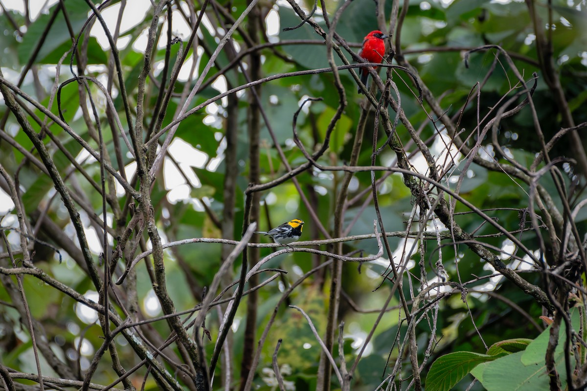 Golden-cheeked Warbler - ML639468010