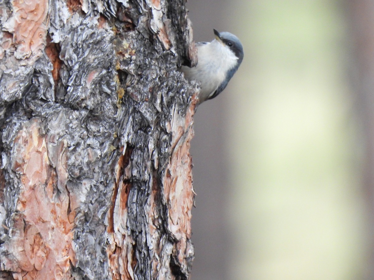 Pygmy Nuthatch - ML639468016