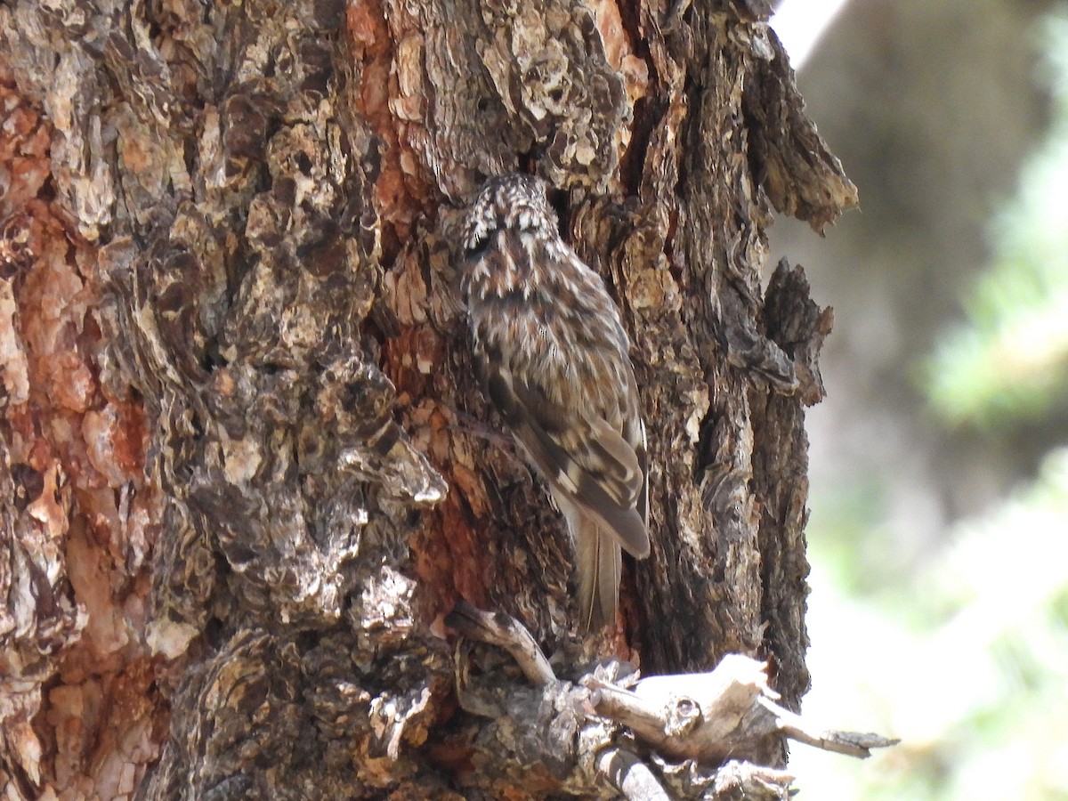 Brown Creeper - ML639468080
