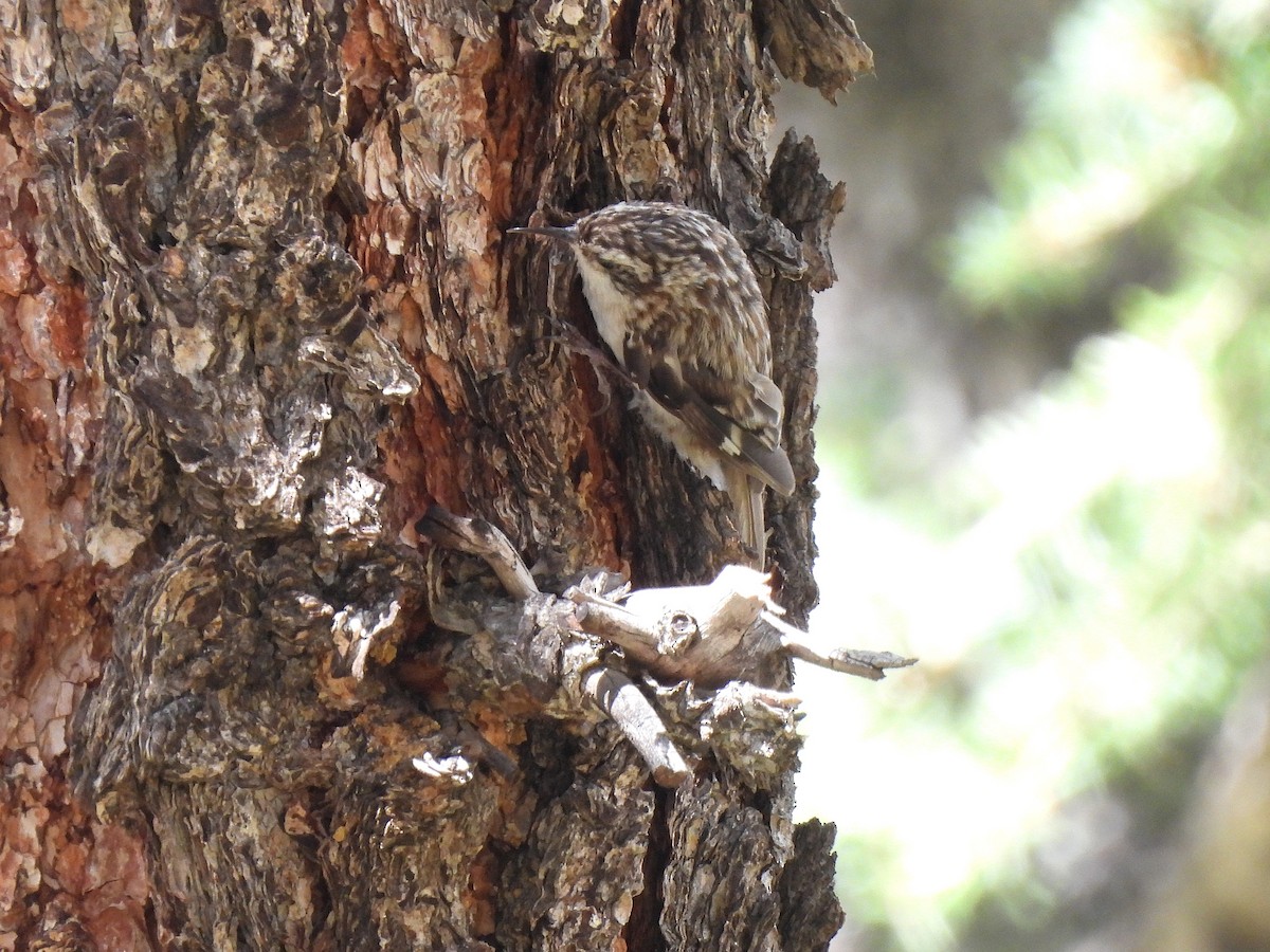 Brown Creeper - ML639468082