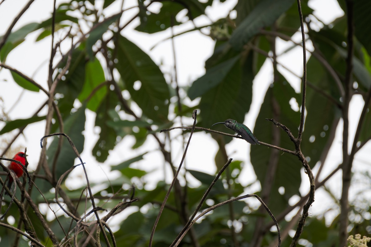 Violet Sabrewing - ML639468093