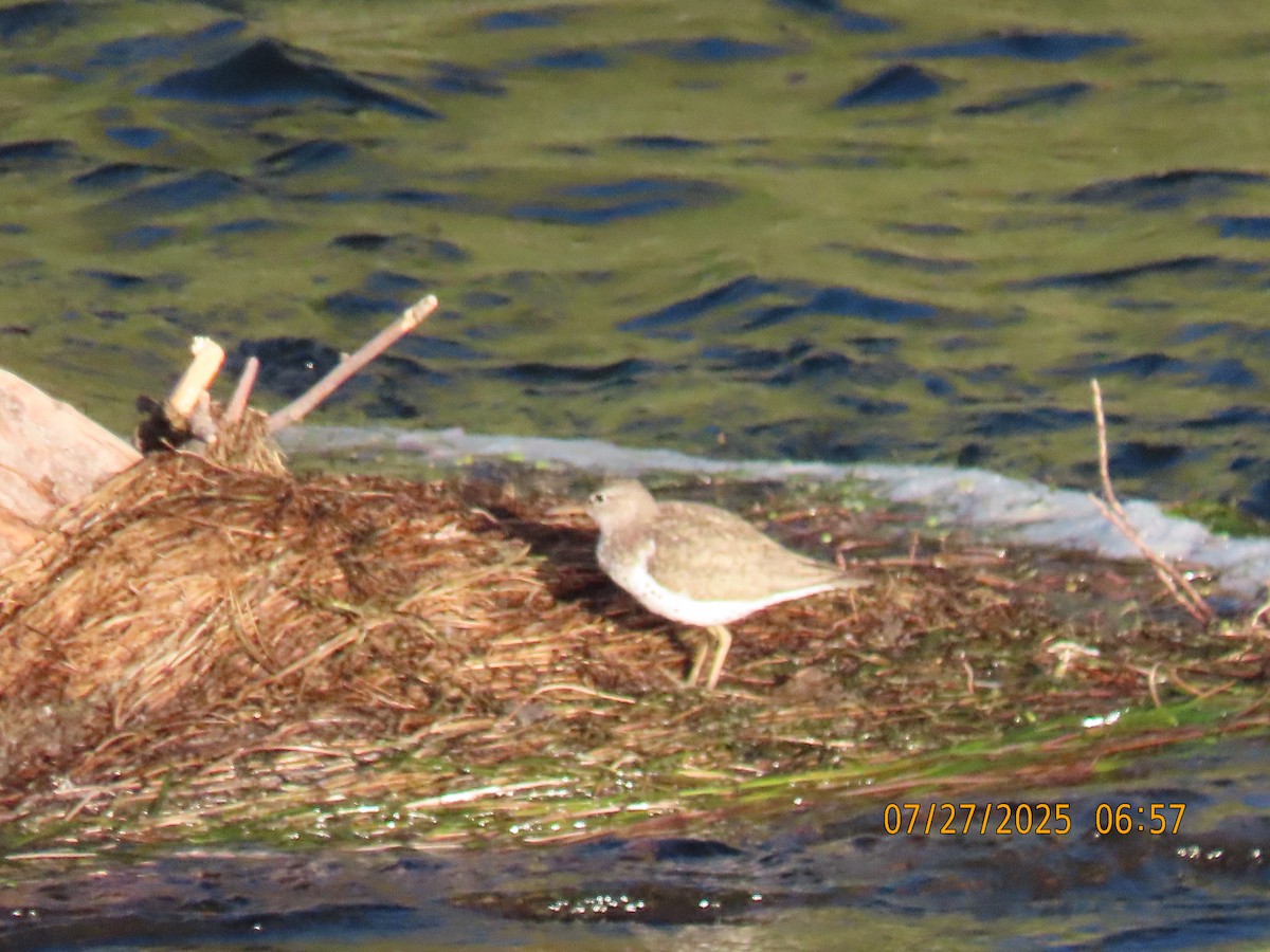 Spotted Sandpiper - ML639468121