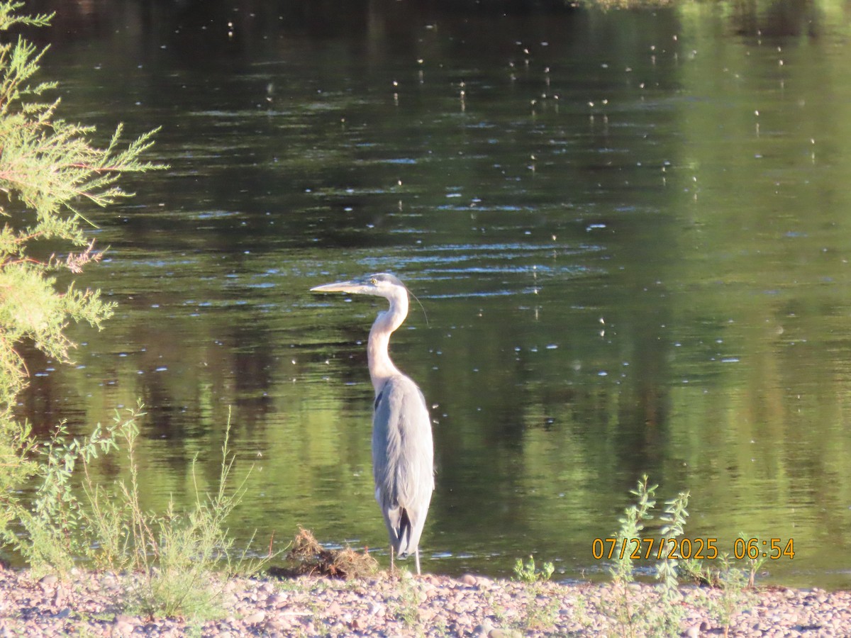 Great Blue Heron - ML639468130