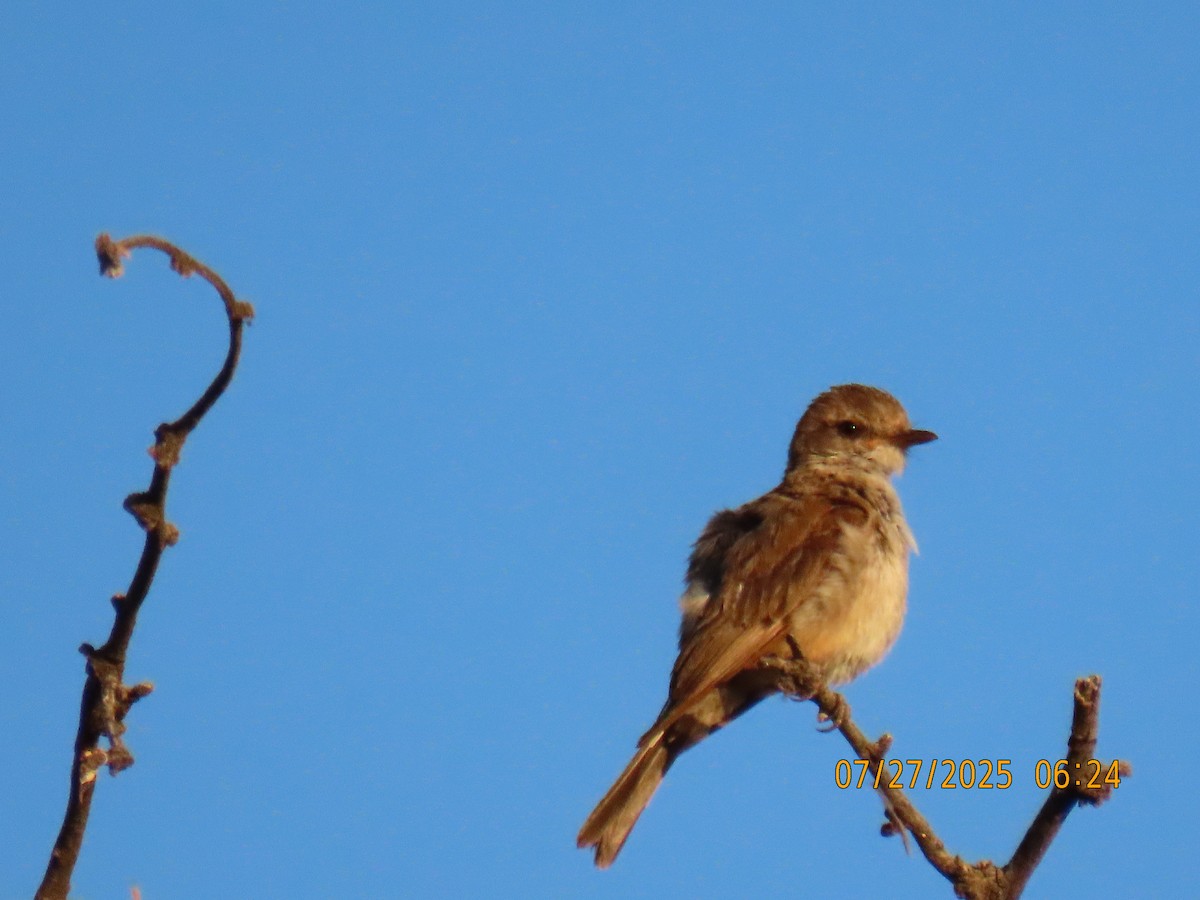 Vermilion Flycatcher - ML639468154