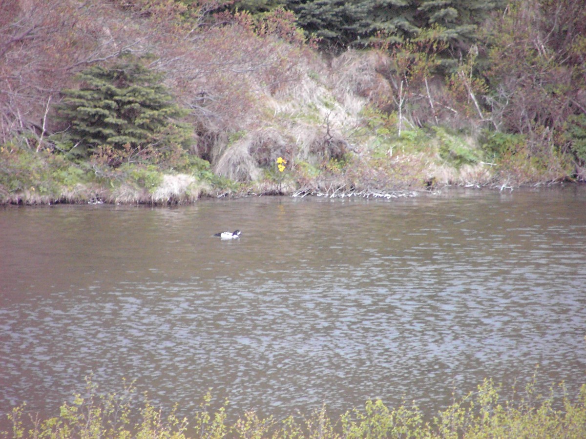 Barrow's Goldeneye - ML639468207